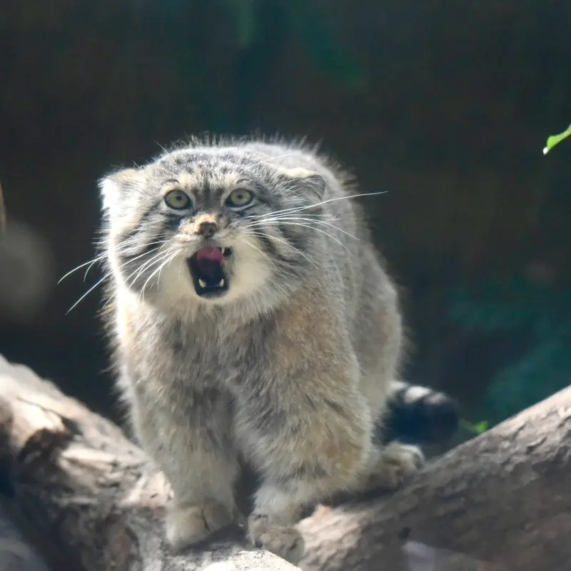 A photograph of Lev in Kobe Animal Kingdom