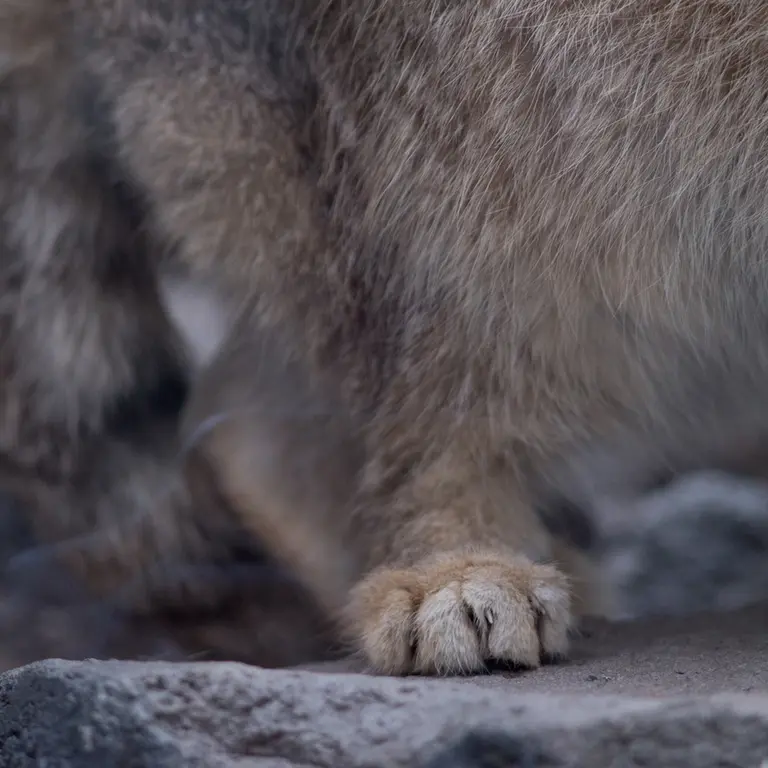 A photograph of Grusha in Asahiyama Zoo