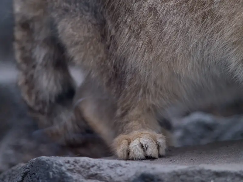 A photograph of Grusha in Asahiyama Zoo