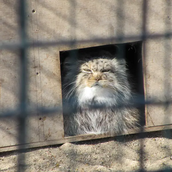 A photograph of Manuela in Magdeburg Zoo
