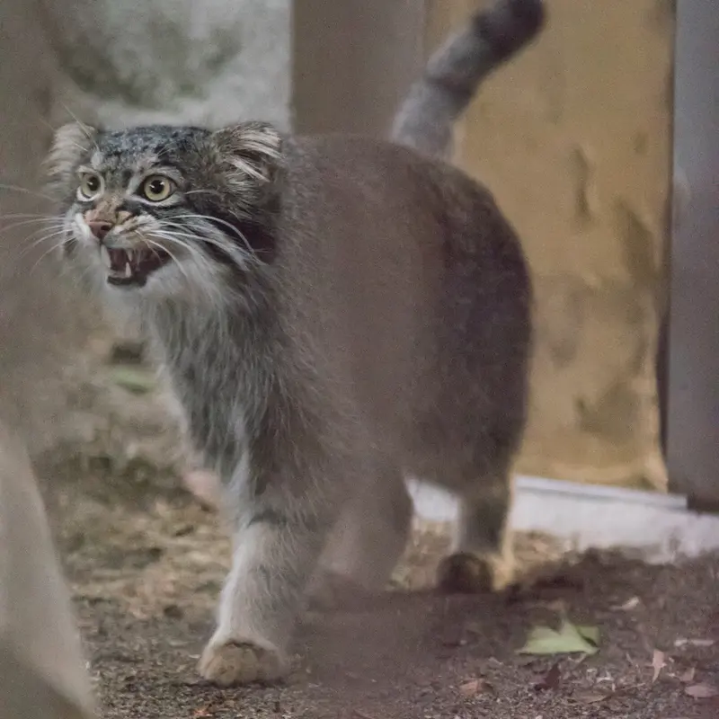 A photograph of Figa in Nogeyama Zoo