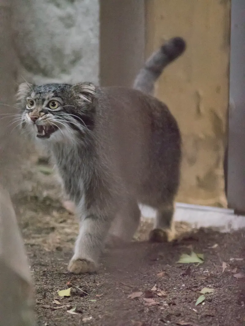 A photograph of Figa in Nogeyama Zoo
