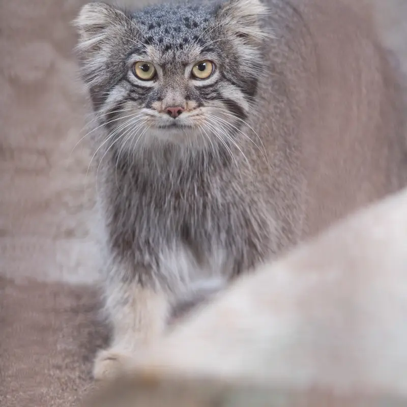 A photograph of Figa in Nogeyama Zoo