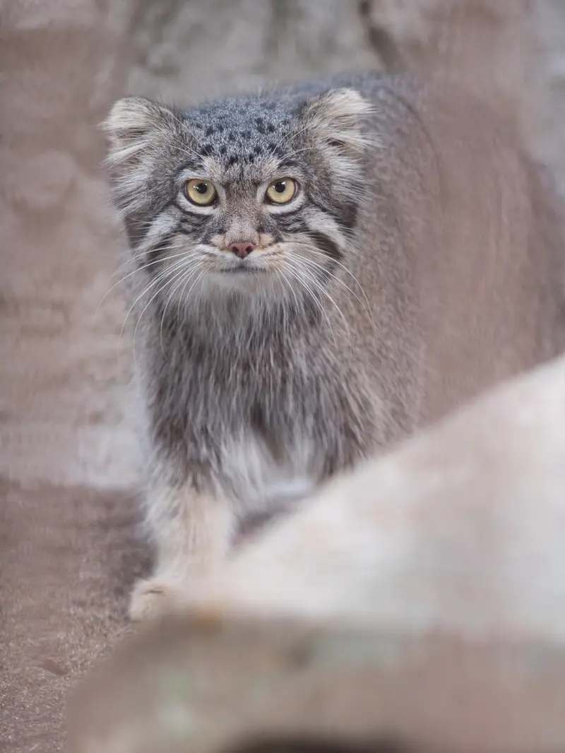 A photograph of Figa in Nogeyama Zoo