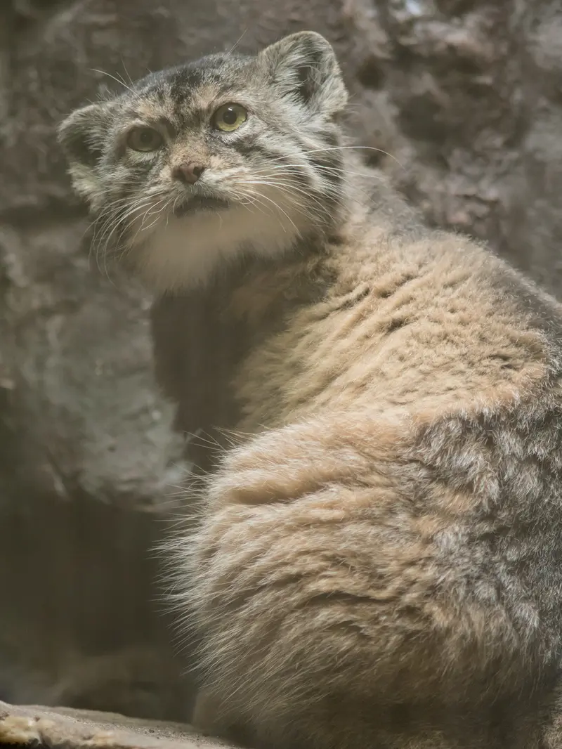 A photograph of Primula in Ueno Zoological Gardens
