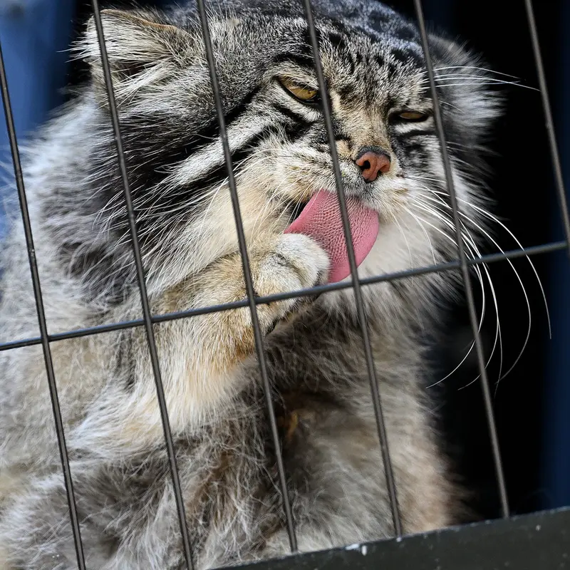 A photograph of Grusha in Asahiyama Zoo