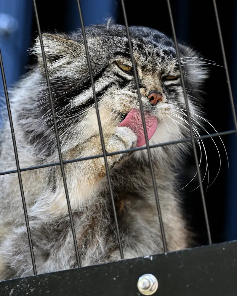 A photograph of Grusha in Asahiyama Zoo