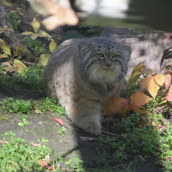 A photograph of Bohus in Budapest Zoo & Botanical Garden
