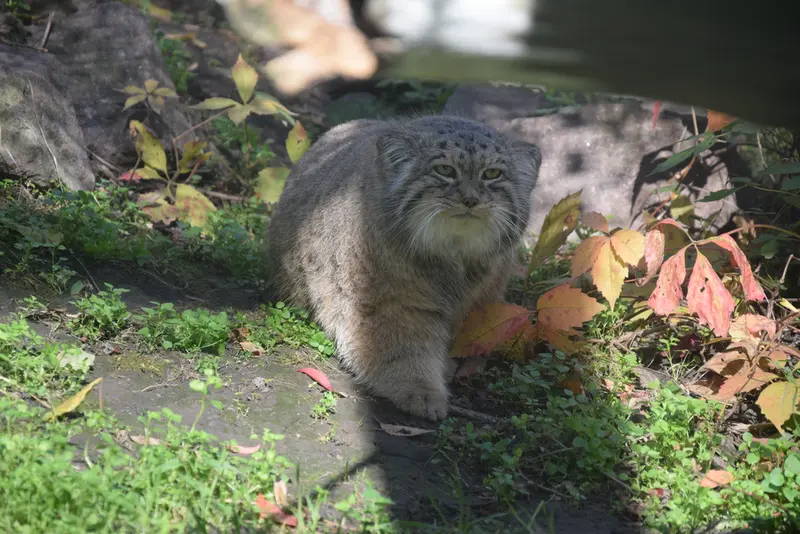 A photograph of Bohus in Budapest Zoo & Botanical Garden