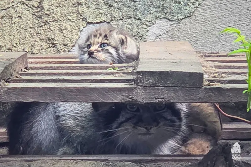 A minul has been born at Budapest Zoo! 🤩