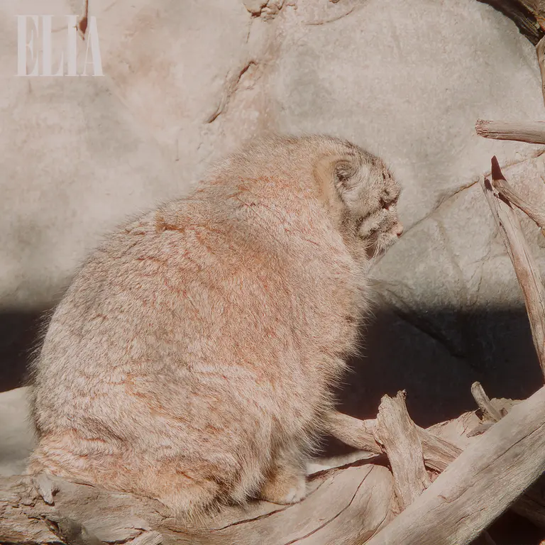 A photograph of Olaf in Calgary Zoo / Wilder Institute