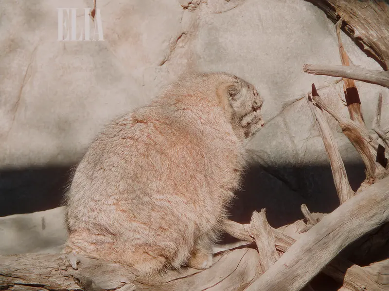 A photograph of Olaf in Calgary Zoo / Wilder Institute
