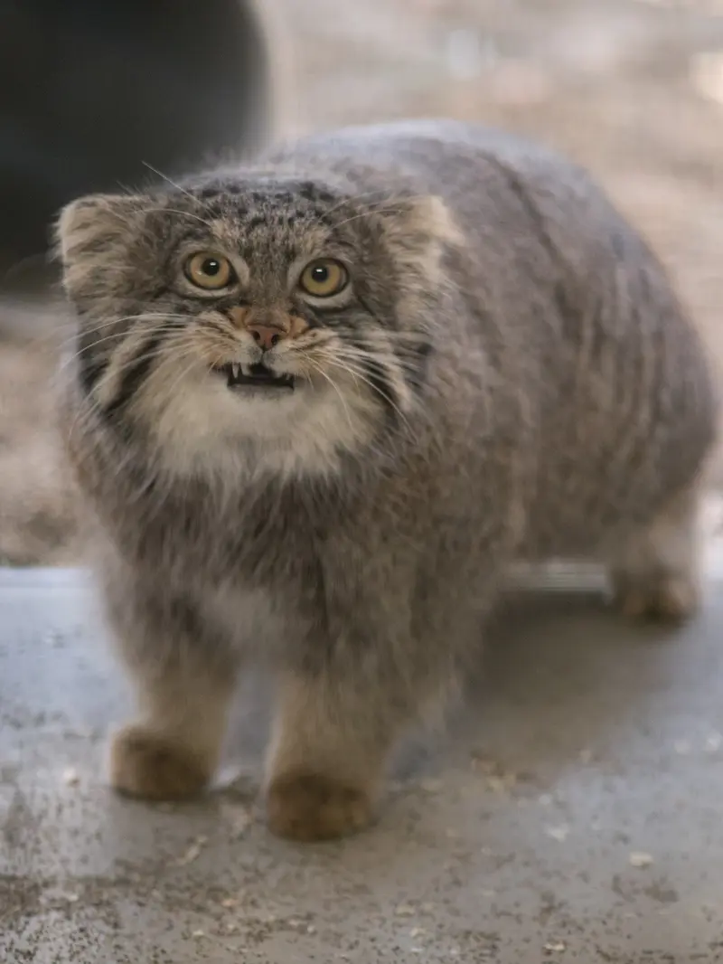 A photograph of Figa in Nogeyama Zoo