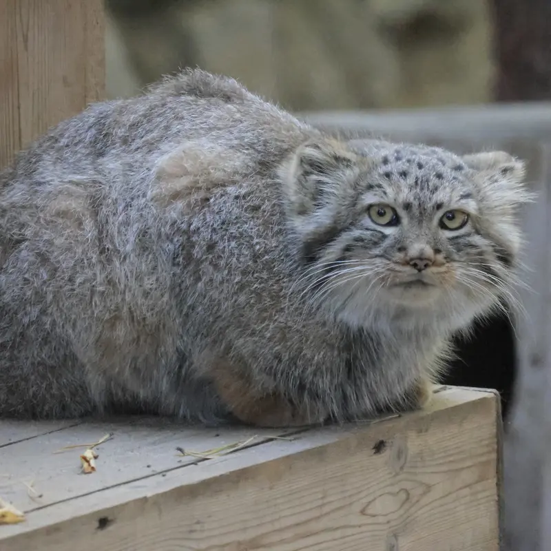 A photograph of Daughter of Lolo b.2026 Ⅰ in Novosibirsk Zoo