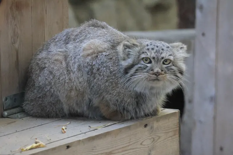 A photograph of Daughter of Lolo b.2026 Ⅰ in Novosibirsk Zoo