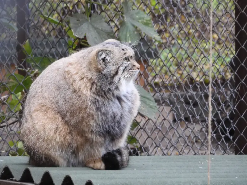 A photograph of a Pallas's cat