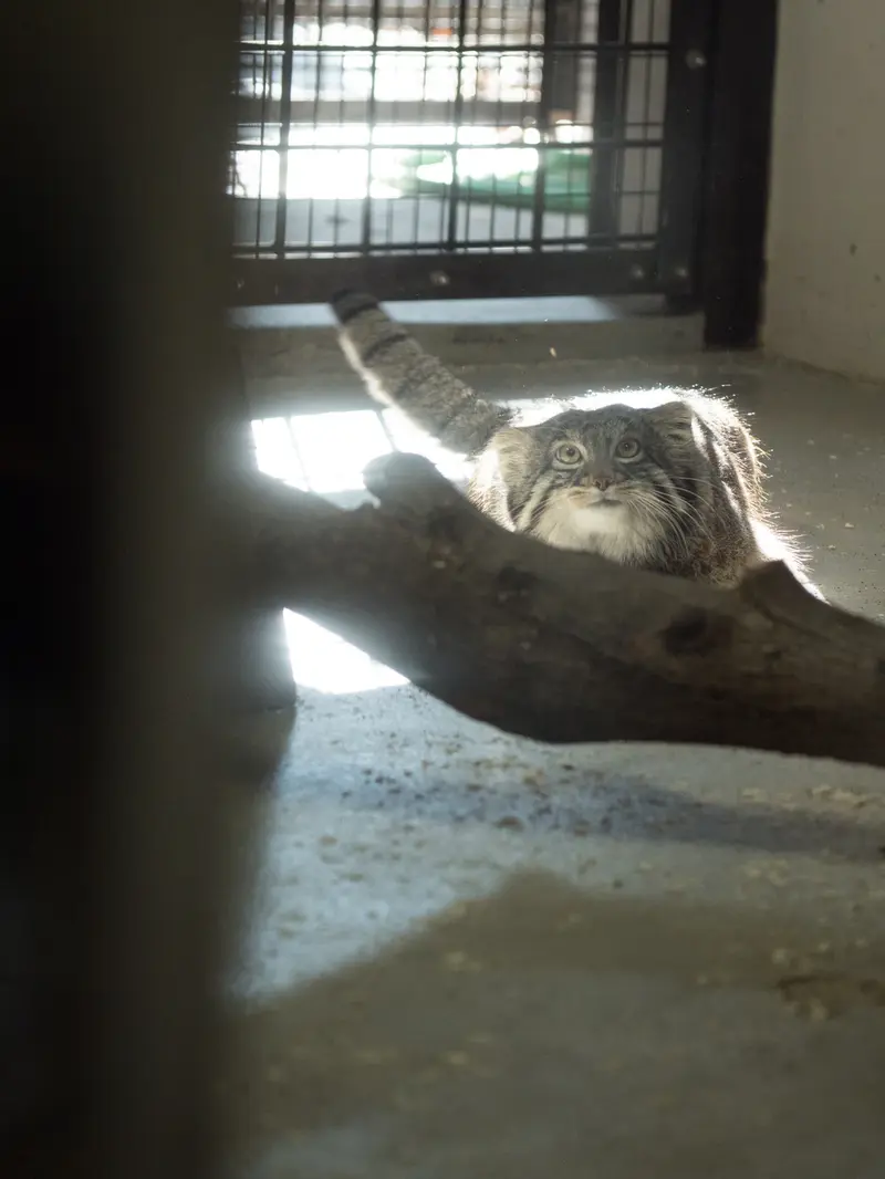 A photograph of Figa in Nogeyama Zoo