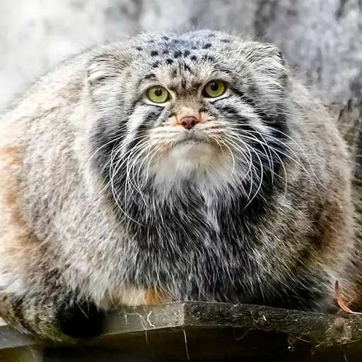 A photograph of Timofey in Moscow zoo