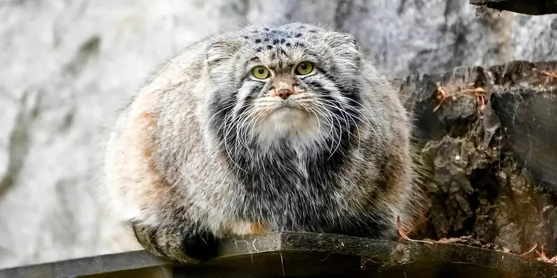 A photograph of Timofey in Moscow zoo