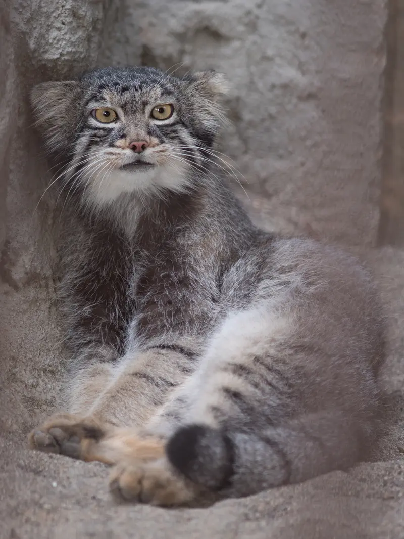 A photograph of Figa in Nogeyama Zoo