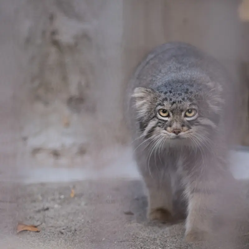 A photograph of Figa in Nogeyama Zoo
