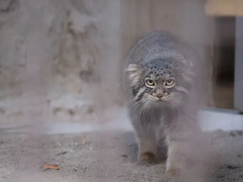 A photograph of Figa in Nogeyama Zoo