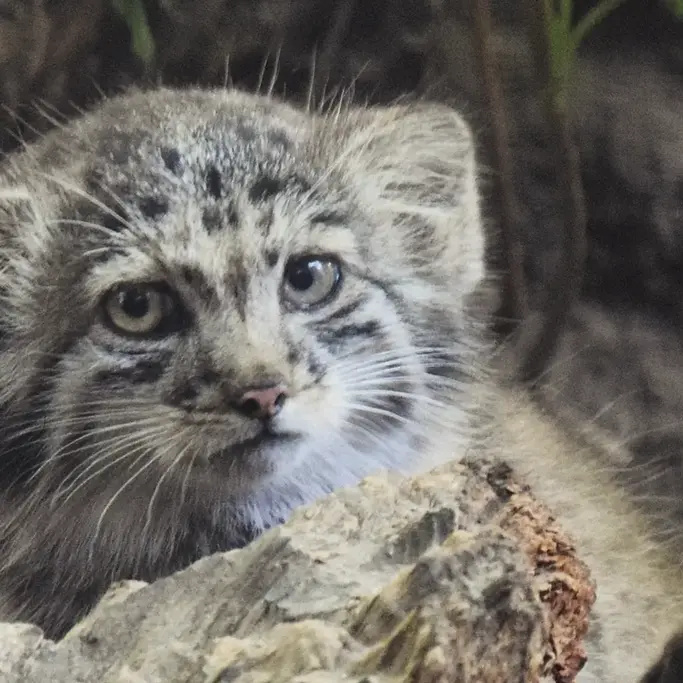 A photograph of Boris Ⅱ in Budapest Zoo & Botanical Garden