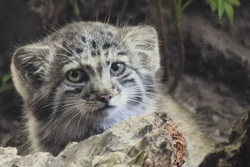 A photograph of Son of Lucy b. 2026 in Budapest Zoo & Botanical Garden