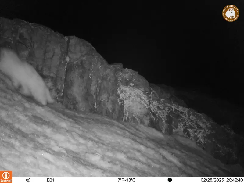 A photograph of Otocolobus manul manul from Aktas-Kunkora camera trap
