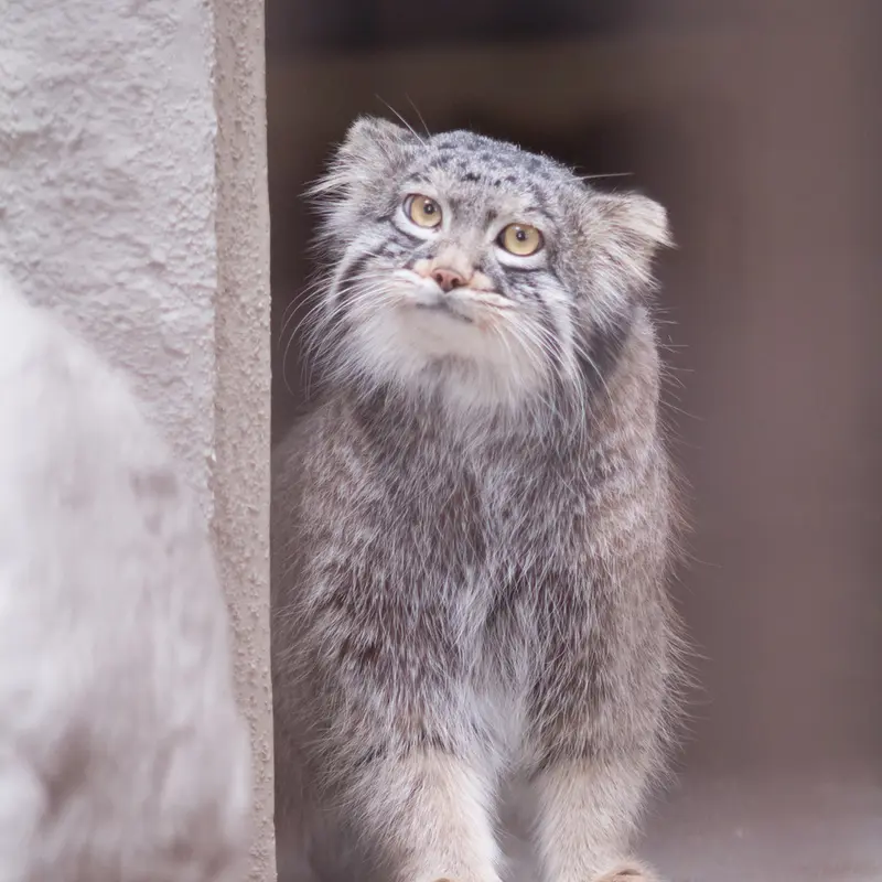 A photograph of Figa in Nogeyama Zoo