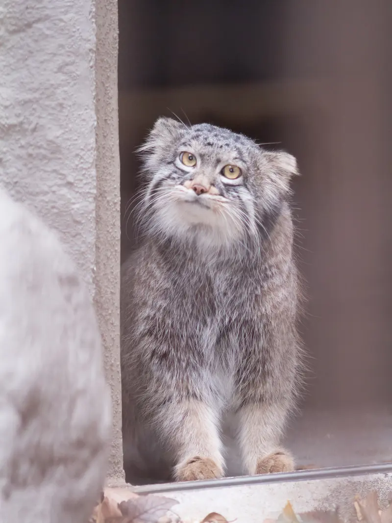 A photograph of Figa in Nogeyama Zoo