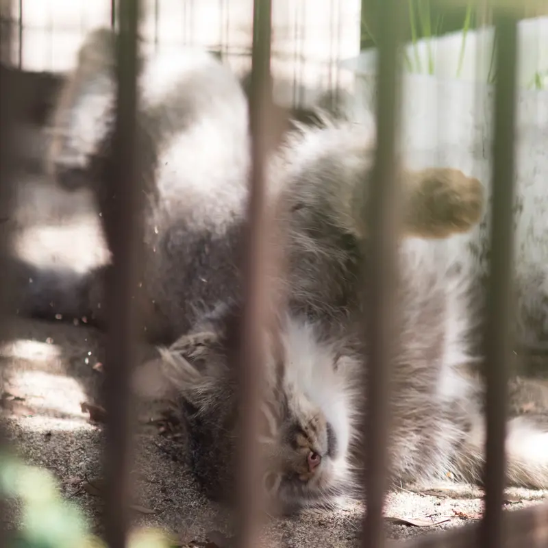 A photograph of Figa in Nogeyama Zoo