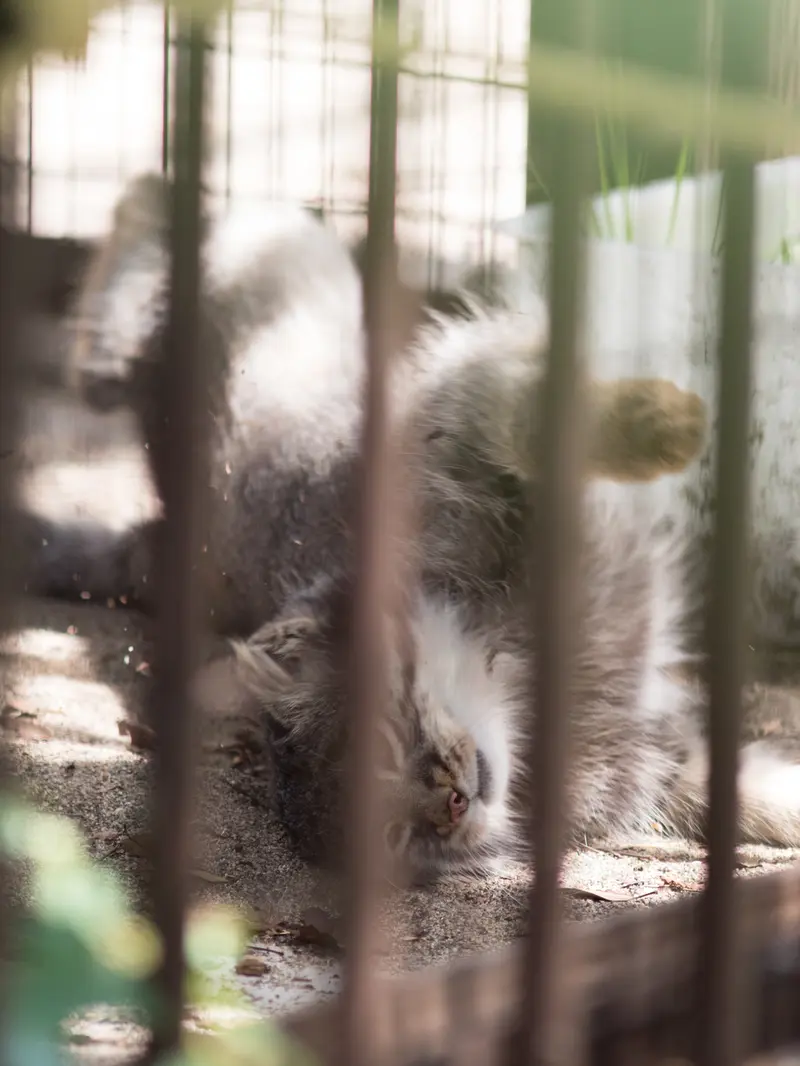 A photograph of Figa in Nogeyama Zoo