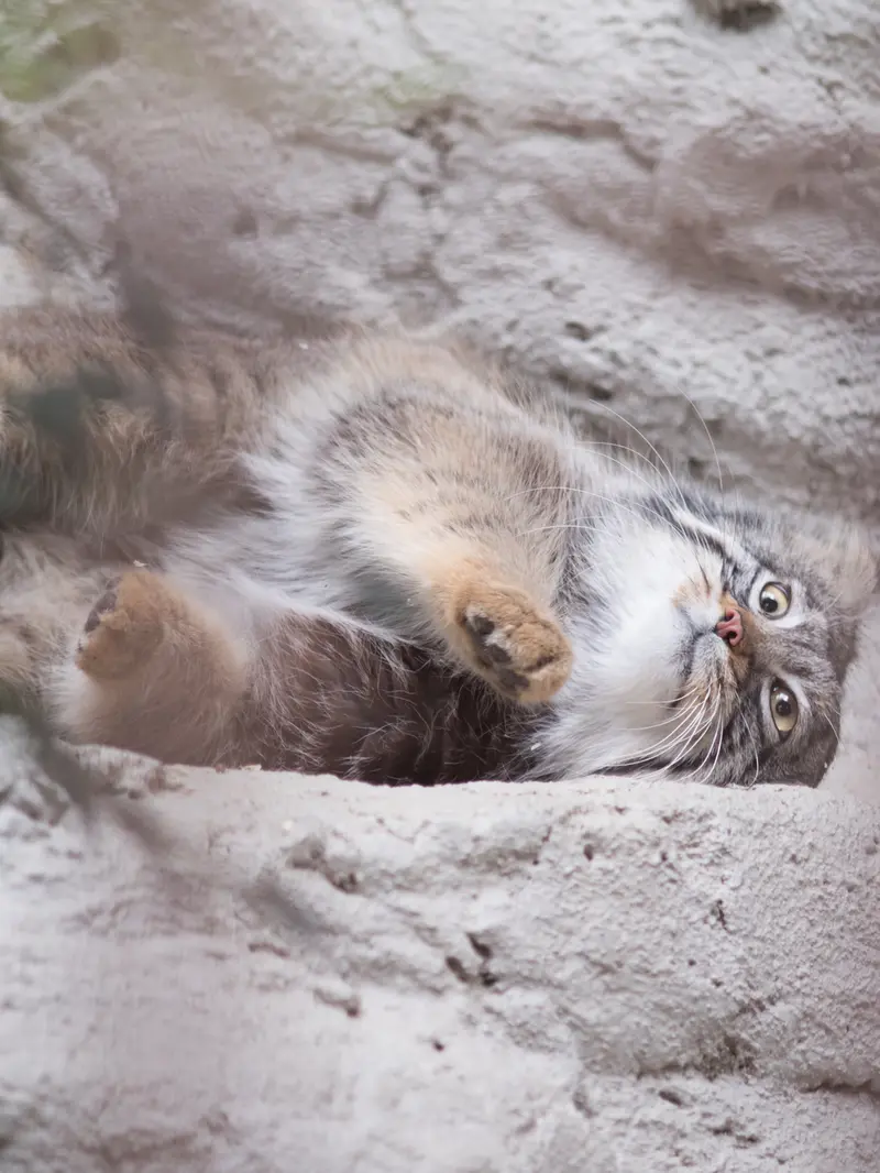 A photograph of Figa in Nogeyama Zoo