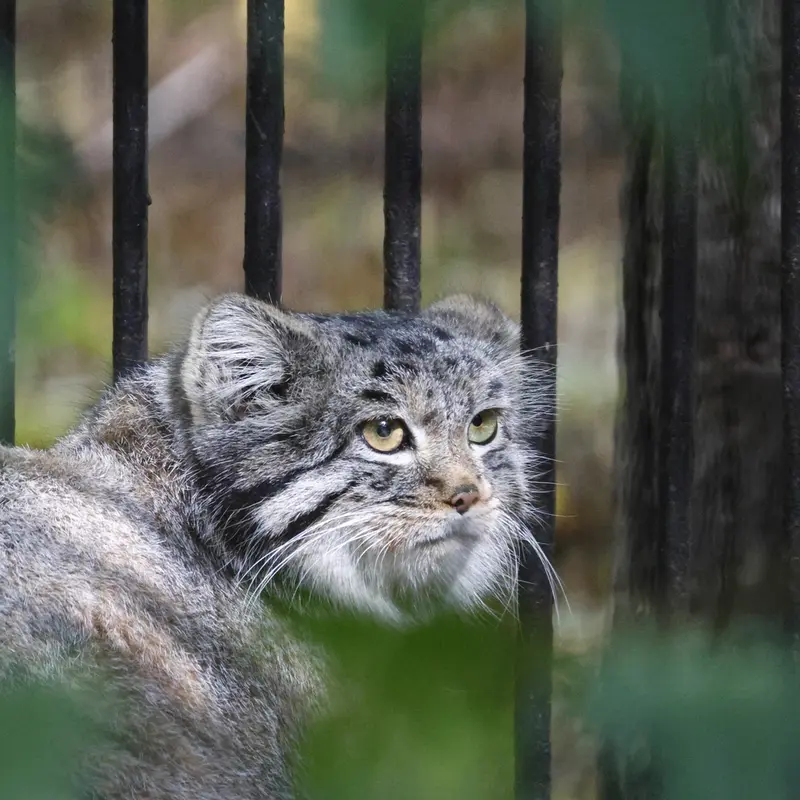 A photograph of Katun in Novosibirsk Zoo