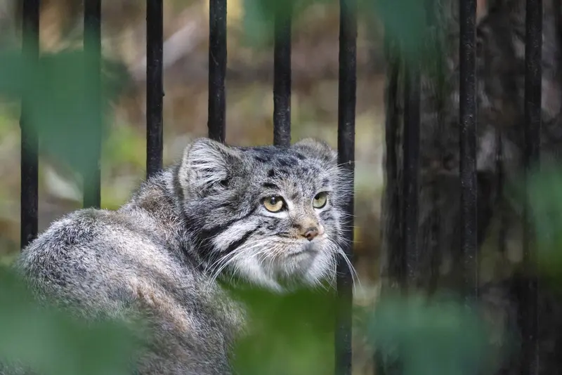 A photograph of Katun in Novosibirsk Zoo