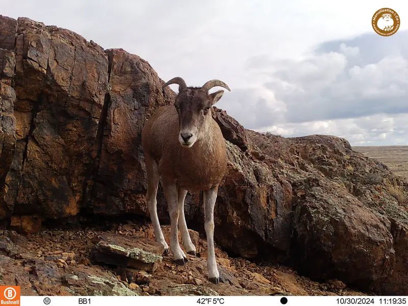 A photograph of Argali from Aktas-Kunkora camera trap
