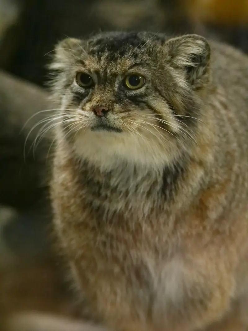 A photograph of Primula in Ueno Zoological Gardens