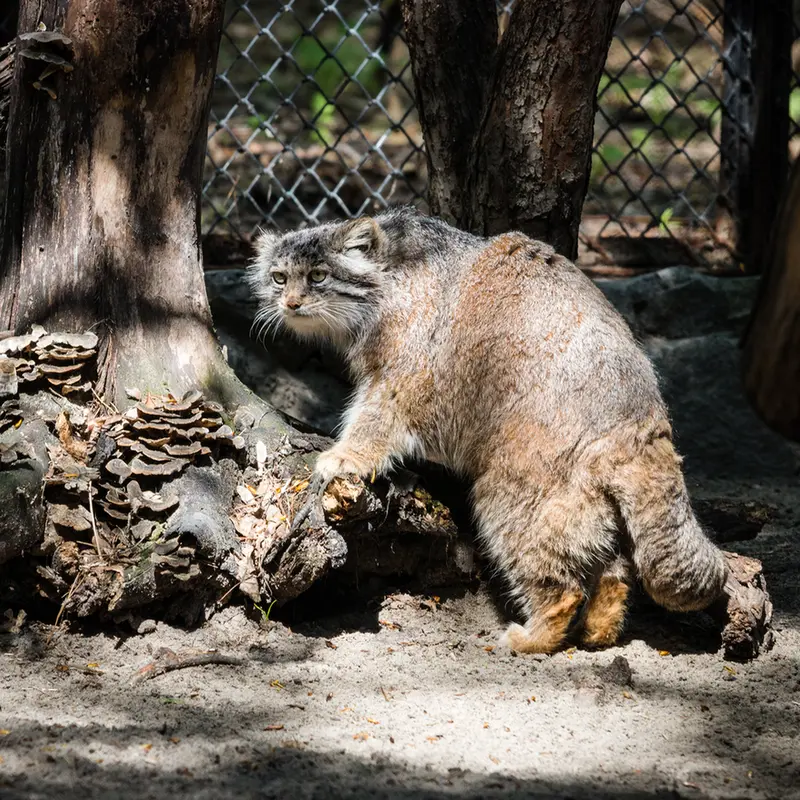 A photograph of Mia in Novosibirsk Zoo