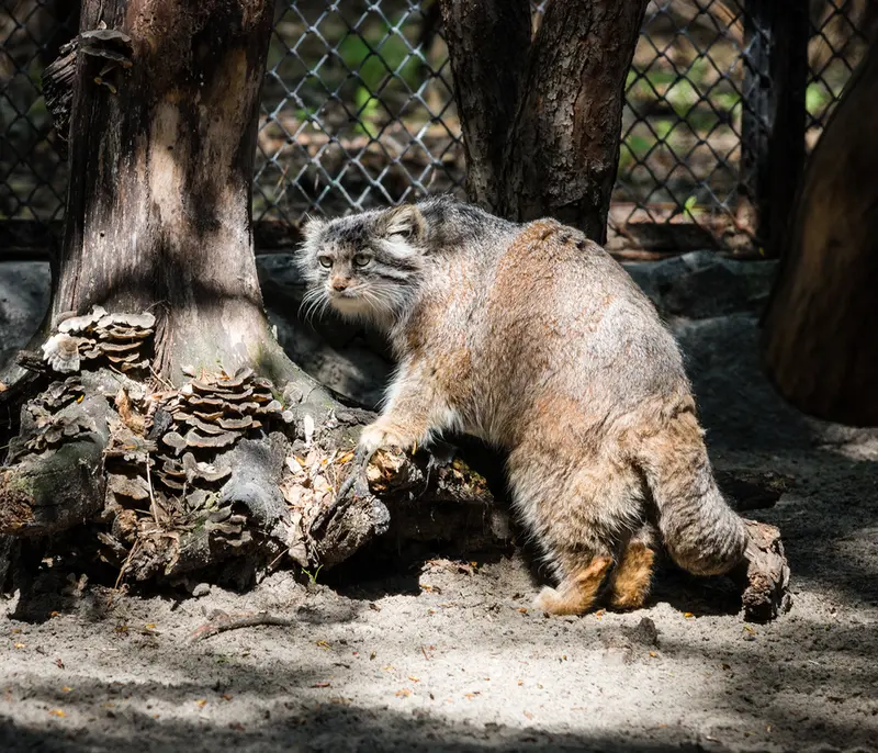 A photograph of Mia in Novosibirsk Zoo