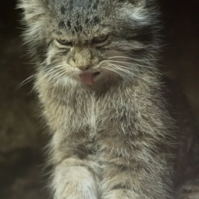 A photograph of Klyon in Ueno Zoological Gardens