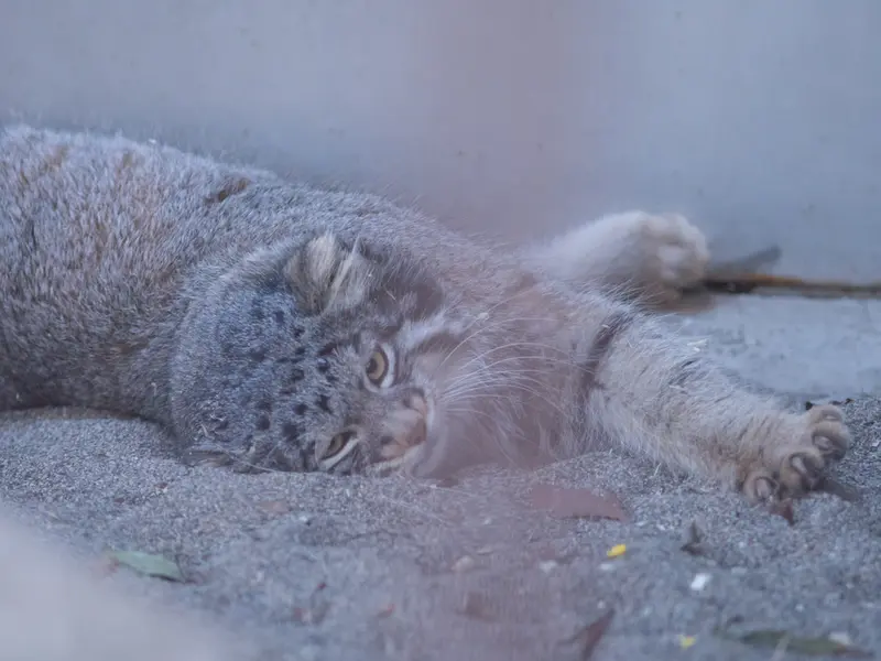 A photograph of Figa in Nogeyama Zoo
