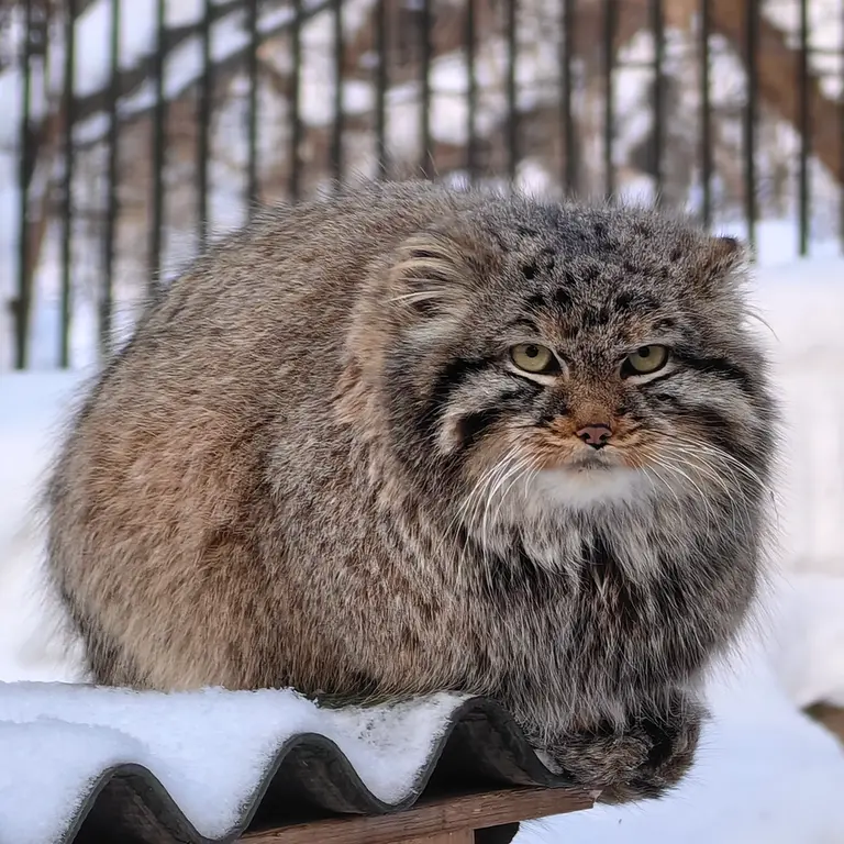 A photograph of a Pallas's cat