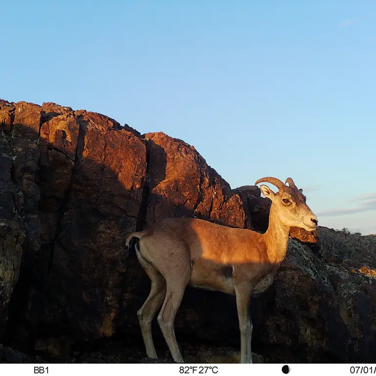 A photograph of Argali from Aktas-Kunkora [new] camera trap