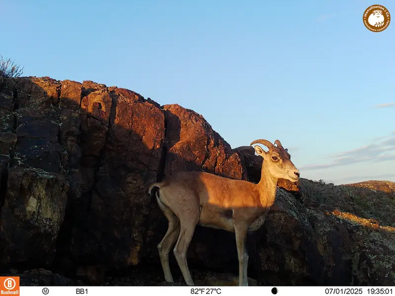 A photograph of Argali from Aktas-Kunkora [new] camera trap