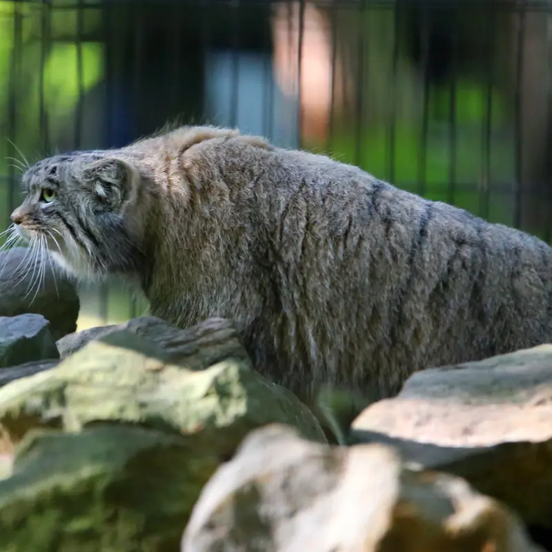 A photograph of Tsas in Kraków Zoo
