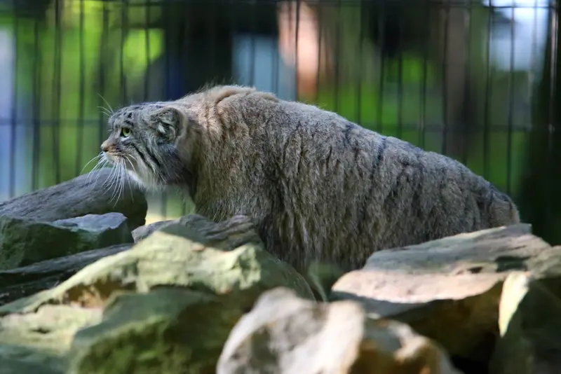A photograph of Tsas in Kraków Zoo