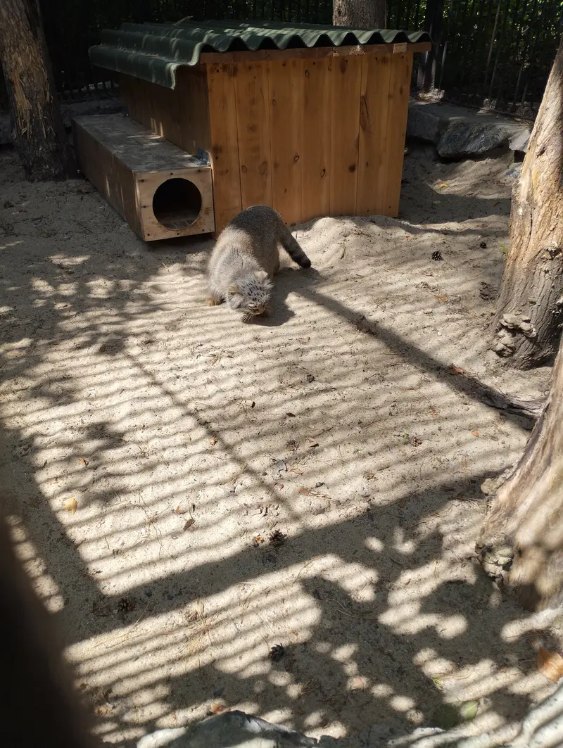 A photograph of a Pallas's cat in Novosibirsk Zoo