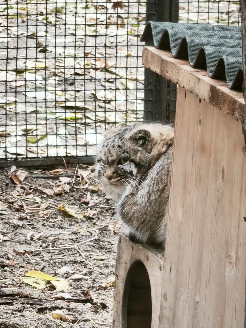 A photograph of Georgette in Novosibirsk Zoo