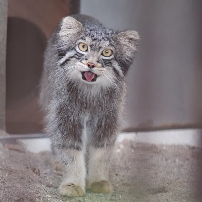 A photograph of Figa in Nogeyama Zoo